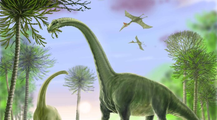 5 tipi di giganteschi dinosauri sauropodi
