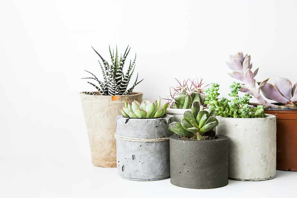 Piante grasse e cactus in diversi vasi di cemento sullo scaffale bianco.