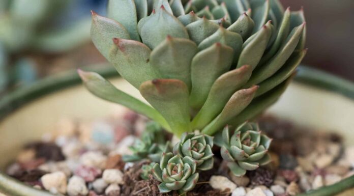 hen and chicks succulents