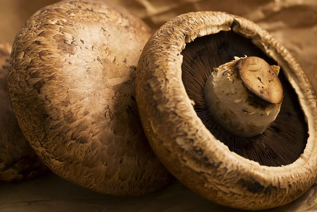 Un'immagine ravvicinata dei cappucci dei funghi portabello