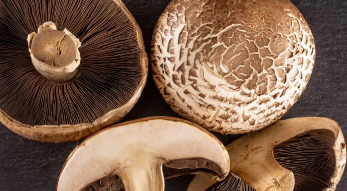 Button Mushrooms vs Portobello Mushrooms