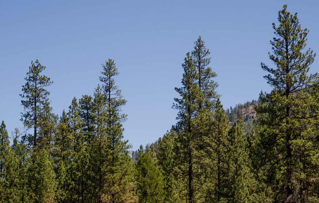 Foresta di pini ponderosa (Pinus ponderosa) chiamato anche pino giallo occidentale