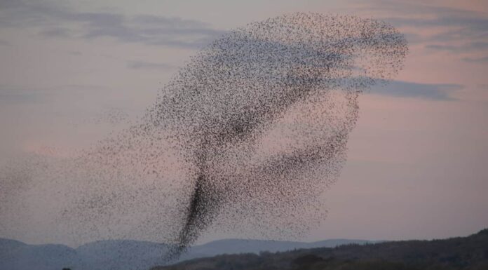 Mormorio di storno: cos'è e dove puoi vederlo
