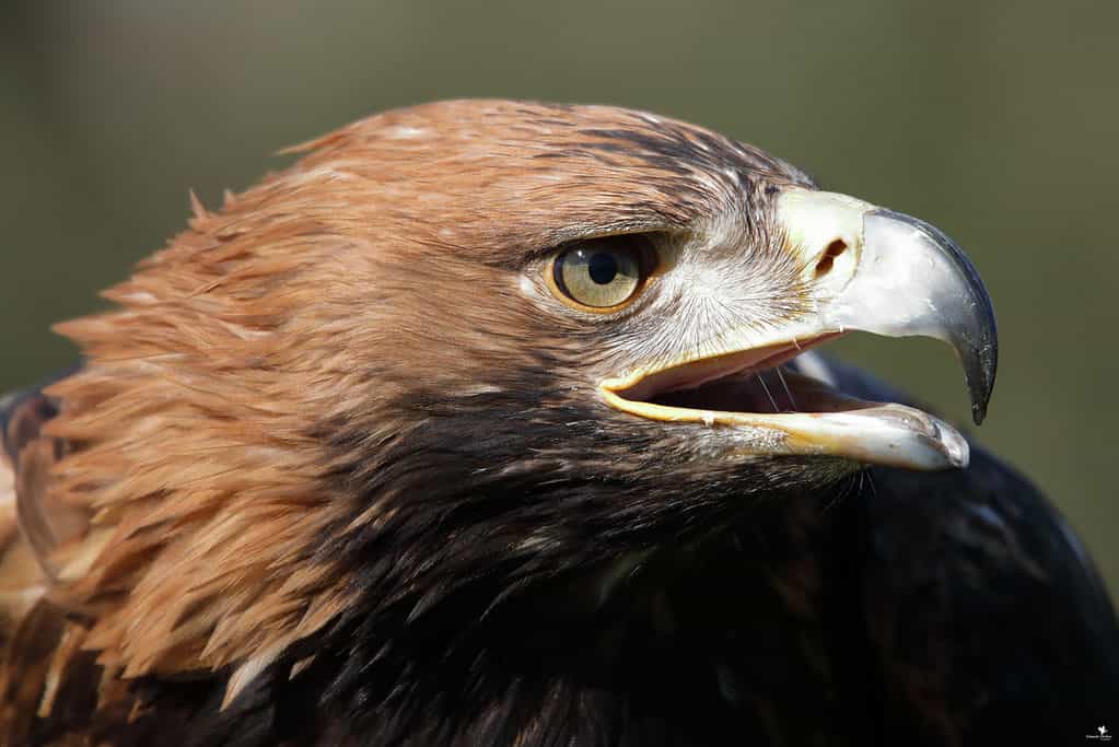 Ci sono circa dieci coppie nidificanti di aquile imperiali in Spagna.