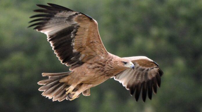 Aquila imperiale: uccello nazionale della Spagna
