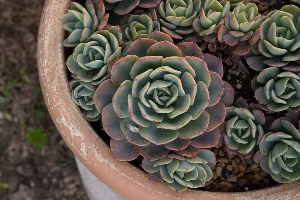 Vista dall'alto della pianta succulenta Echeveria imbricata