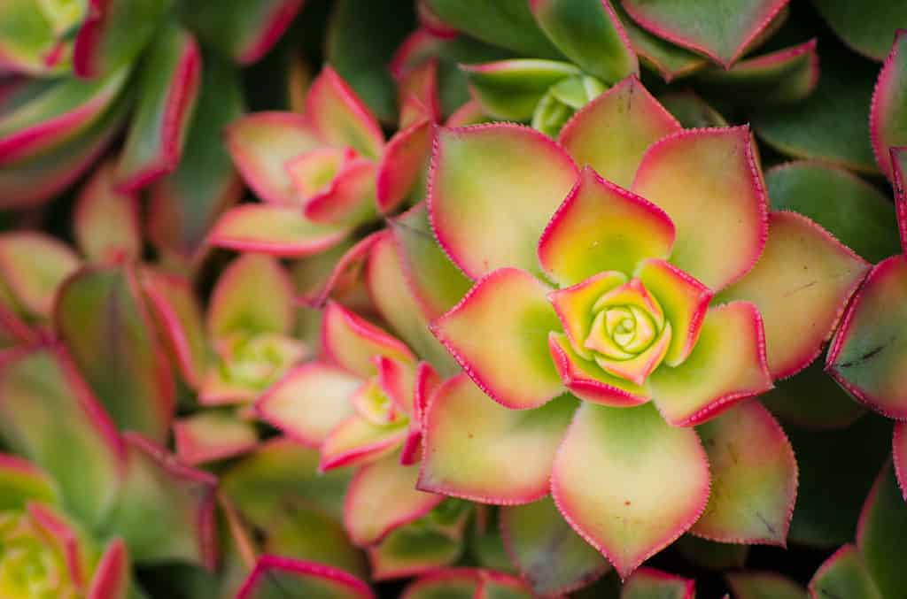 Bellissimo aeonium kiwi verde-rosa