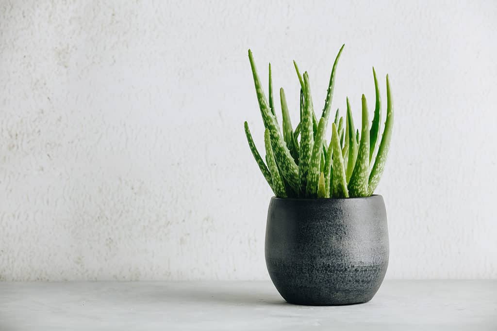 Pianta di aloe vera in un vaso nero