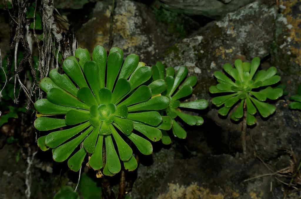 Grandi piante a piattino che crescono dalla roccia