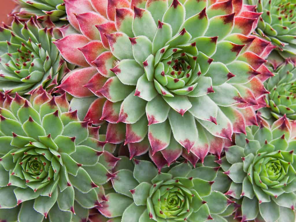 Foglie verdi con punte rosse di piante di Sempervivum hirtum