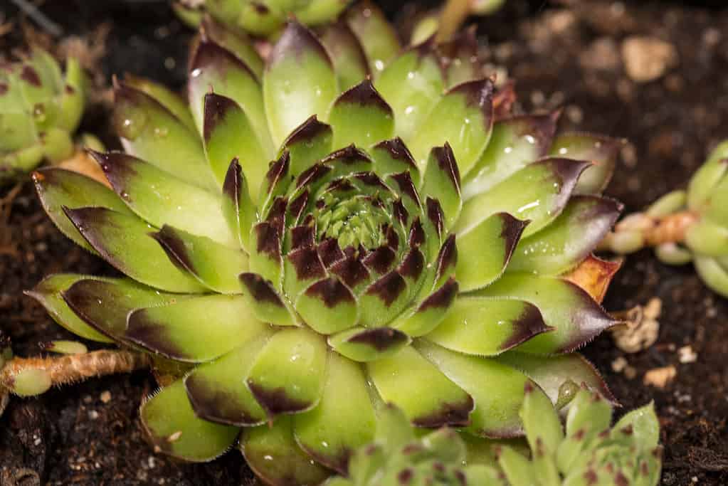 Sempervivum Black Top pianta succulenta con belle foglie verdi con punte nere