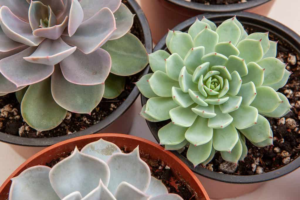 Echeveria e sedum rosette succulente in vaso in un mix di terreno sabbioso