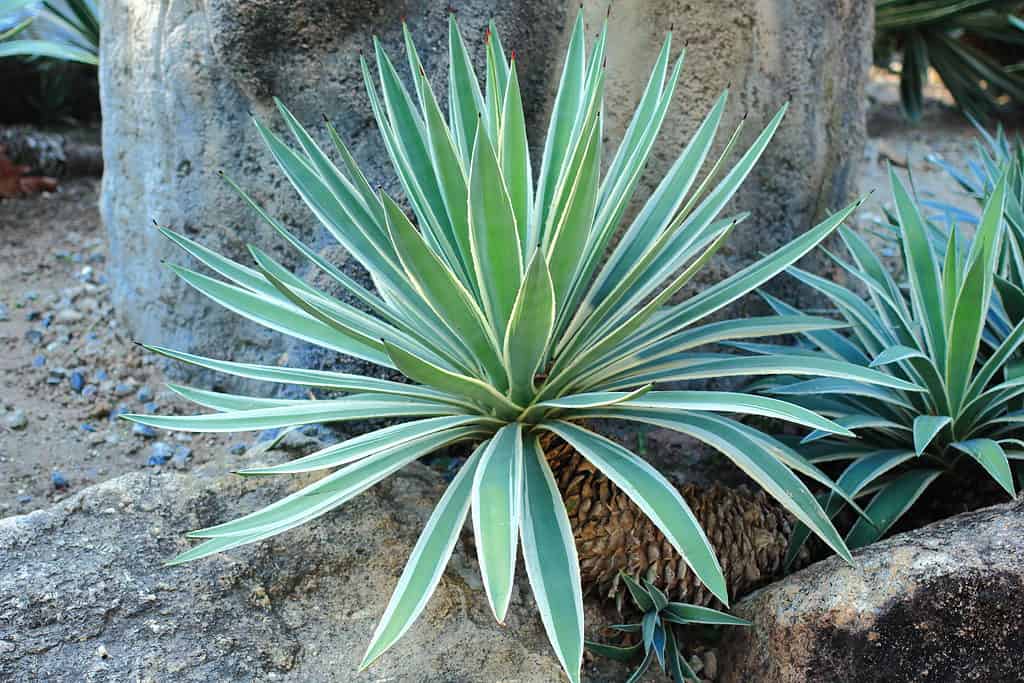 Agave caraibica (Agave angustifolia) con le sue tipiche foglie verdi con bordi color crema