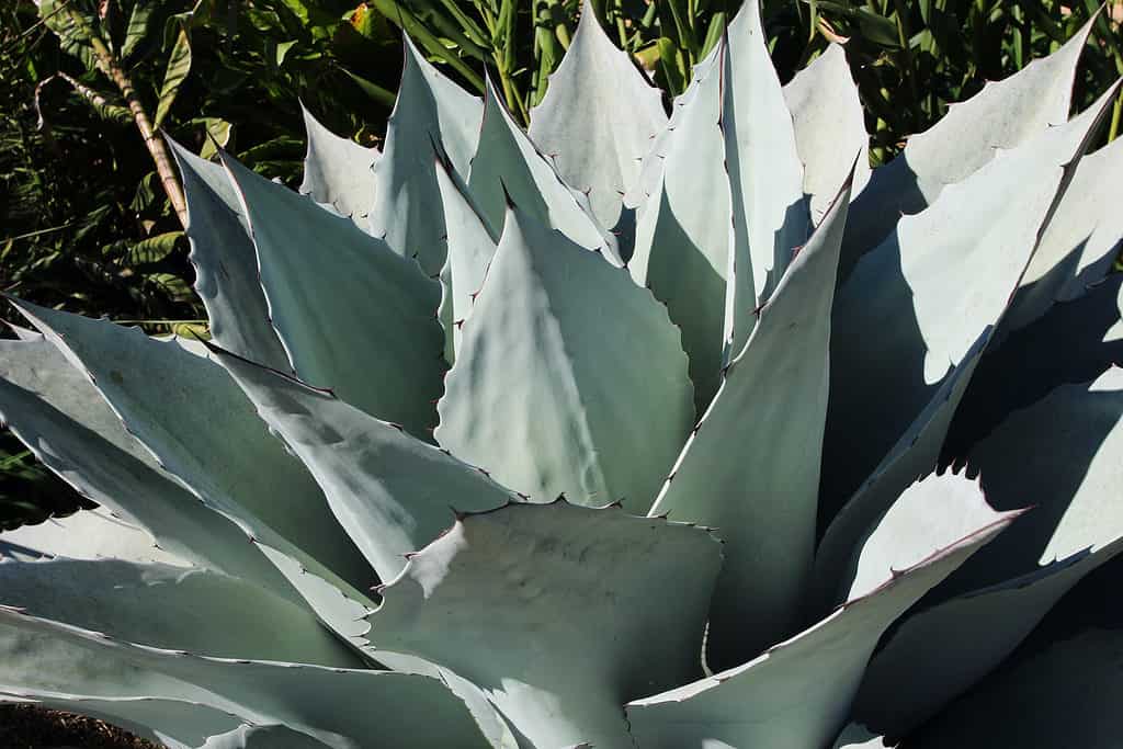 Vista laterale di una pianta di Agave ovatifolia