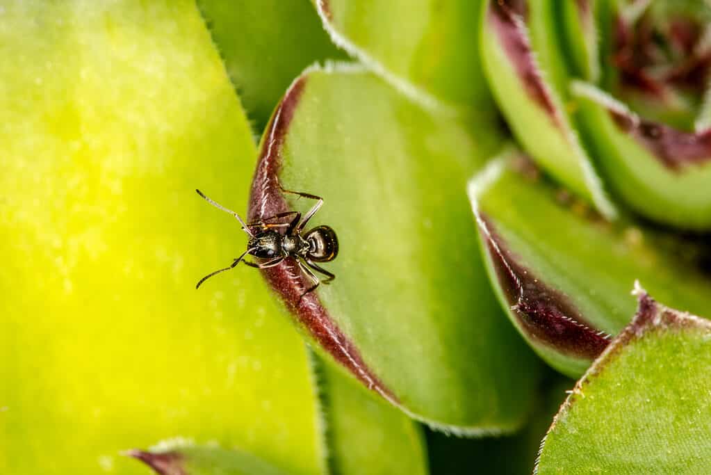 Grande formica nera su piante grasse verdi