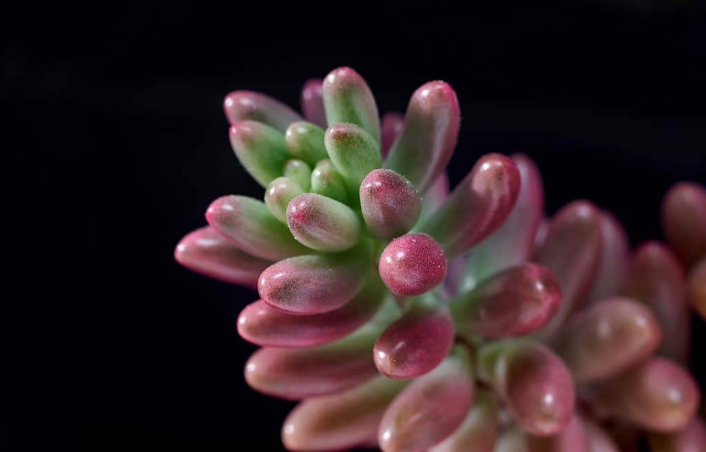 La pianta succulenta di fagioli di gelatina rosa con foglie rosa e verdi