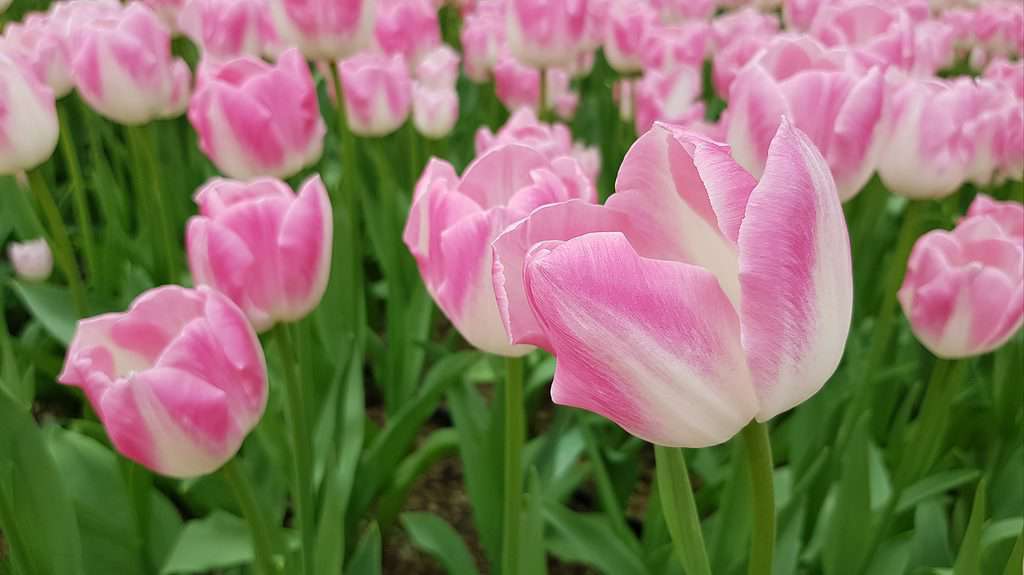 I tulipani ibridi Darwin possono mostrare una varietà di colori, tra cui bianco e rosa.