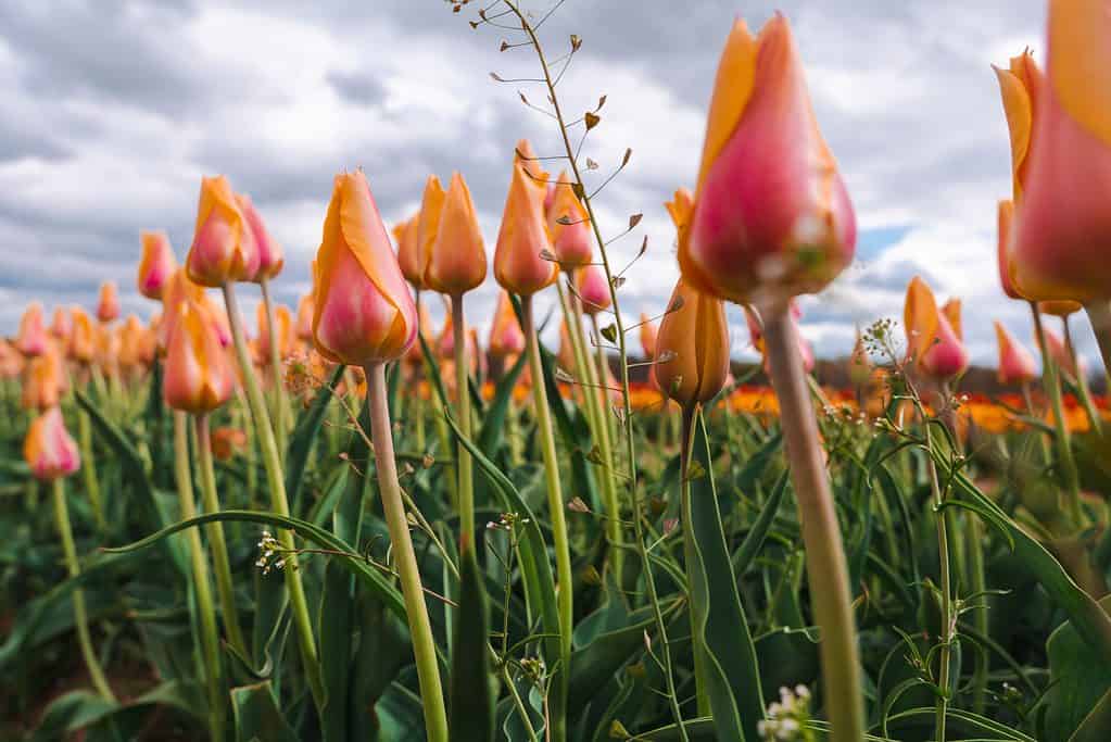 I tulipani singoli tardivi francesi sono disponibili in un arcobaleno di colori, tra cui l'arancione e il rosa.