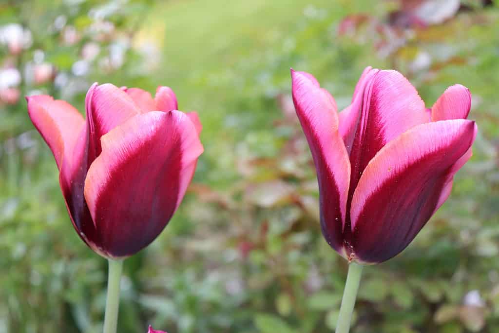 Trionfano tulipani marrone scuro e salmone
