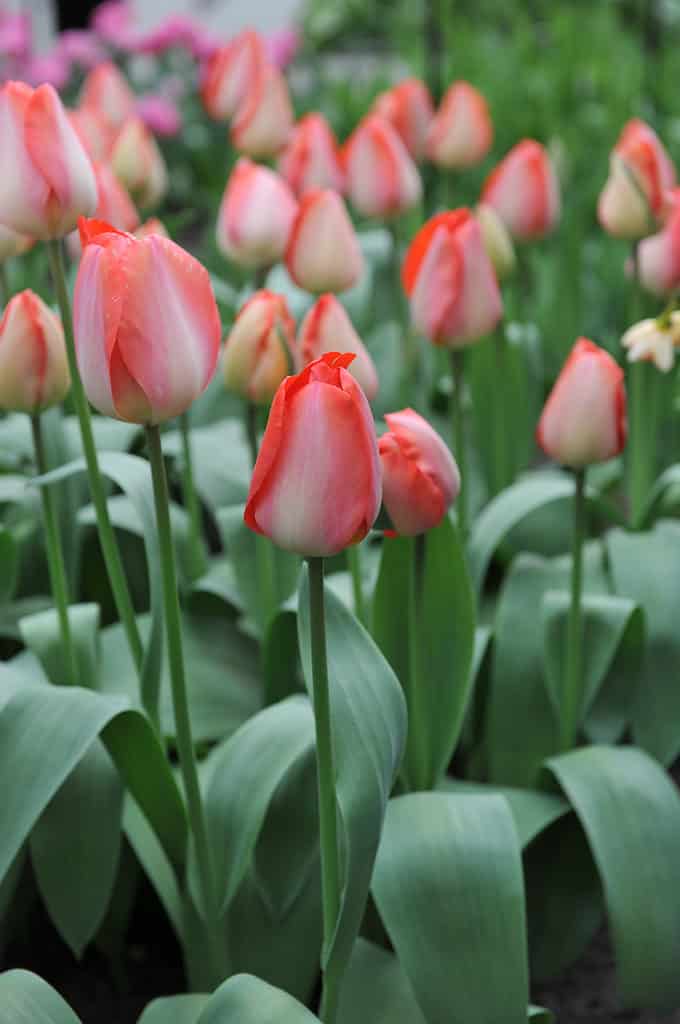 Tulipani ibridi di Darwin 'Big Chief' rosa-rosso