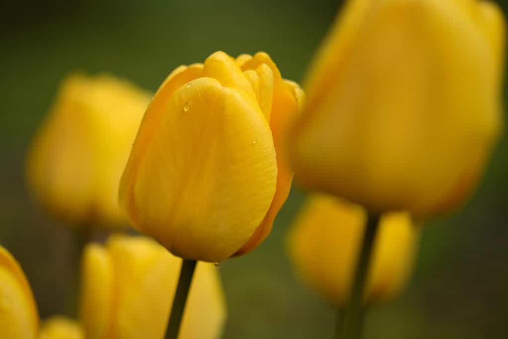 Tulipani ibridi Darwin 'Golden Apeldoorn' in fiore