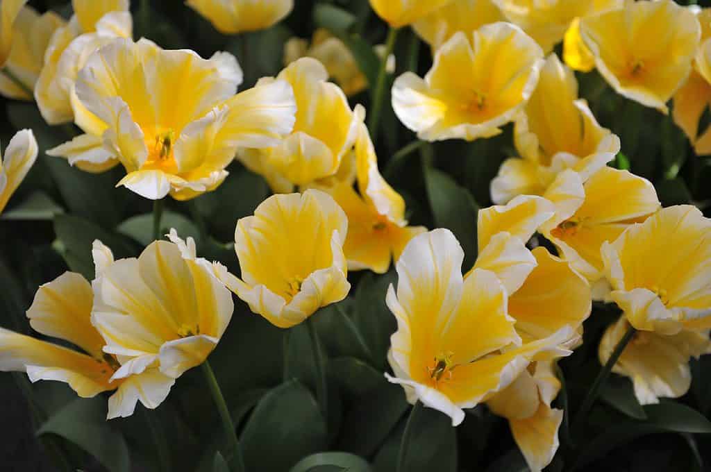 Tulipani Fosteriana gialli e bianchi