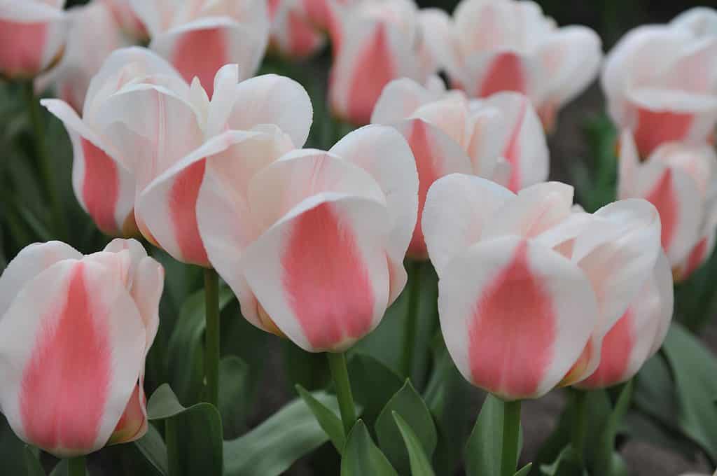 Tulipani Greigii rosa e bianchi