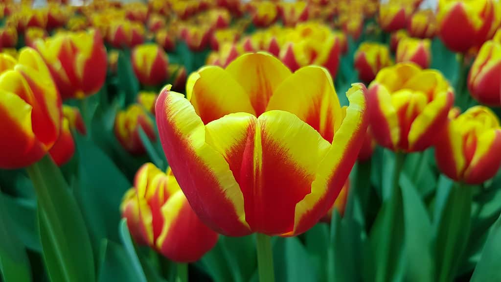 Tulipani ibridi Darwin rossi e gialli