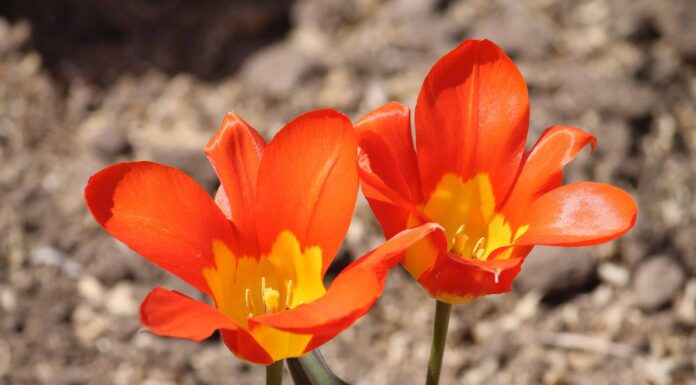 3 tulipani che prosperano in Ohio
