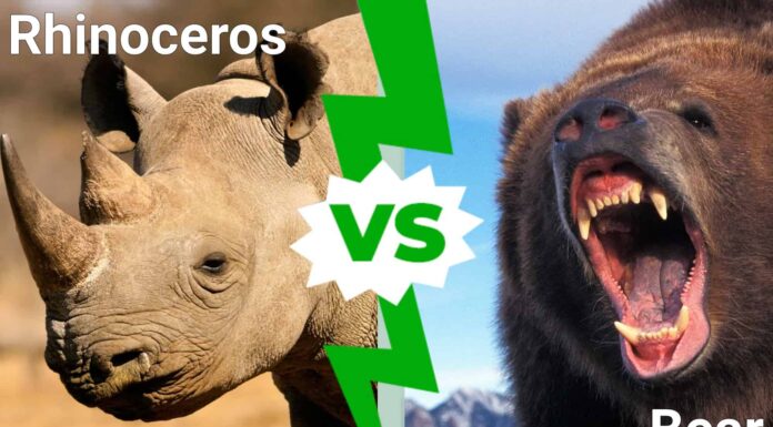 Battaglie epiche: l'orso più grande di sempre contro un rinoceronte
