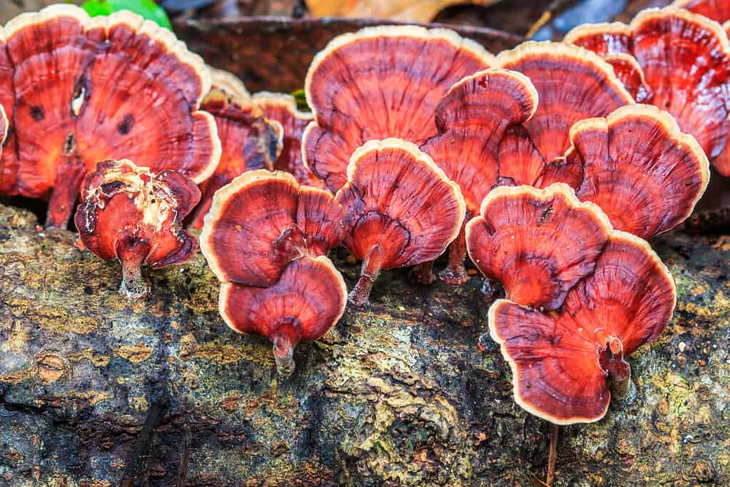 funghi che crescono su alberi di latifoglie