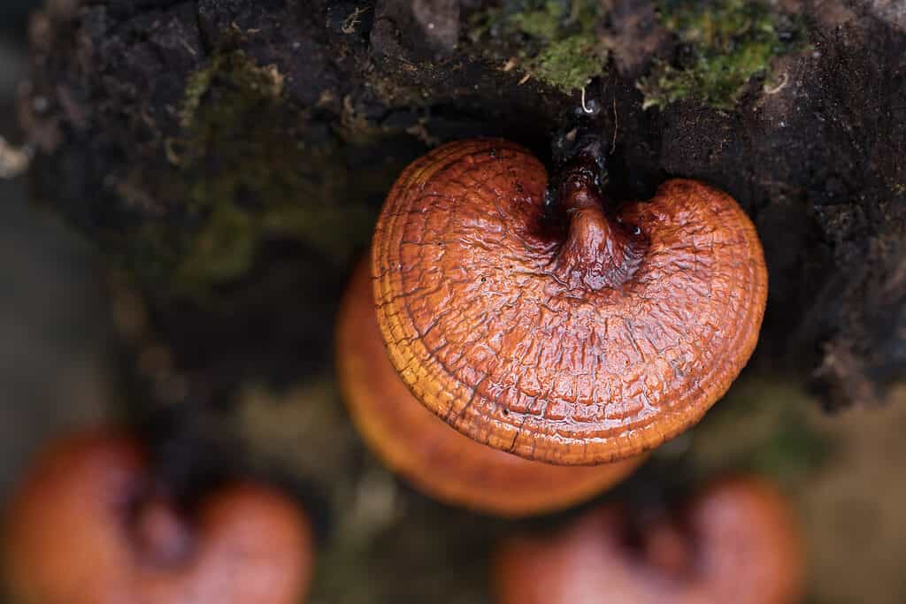 funghi reishi che crescono sull'albero