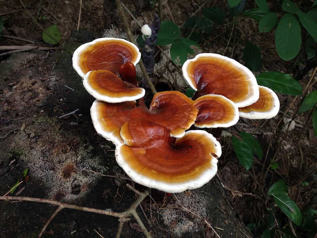 funghi che crescono allo stato selvatico