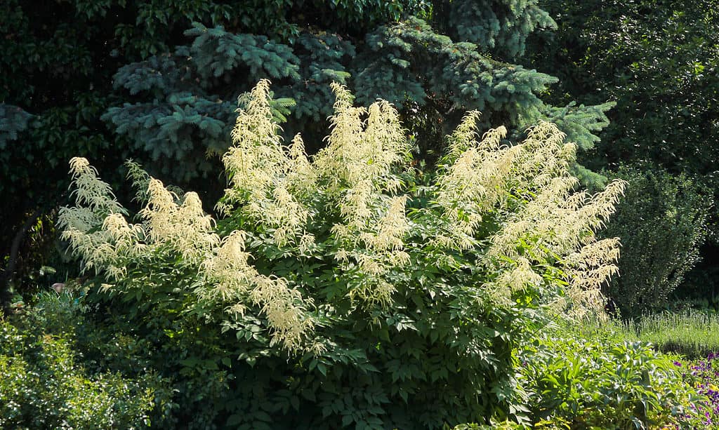 Barba di capra (Aruncus Sylvester)