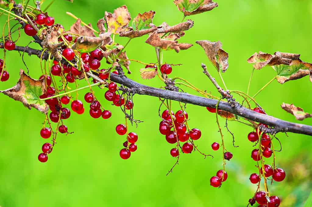 Ribes rosso (Ribes triste)