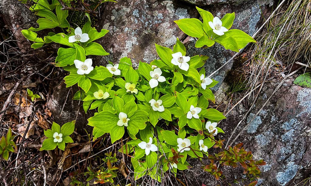 Bellezza, Bellezza naturale, Fiore, Botanica, Bunchberry