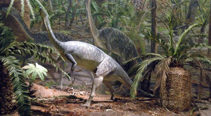 4 dinosauri che vivevano in Massachusetts (e dove vedere i fossili oggi)
