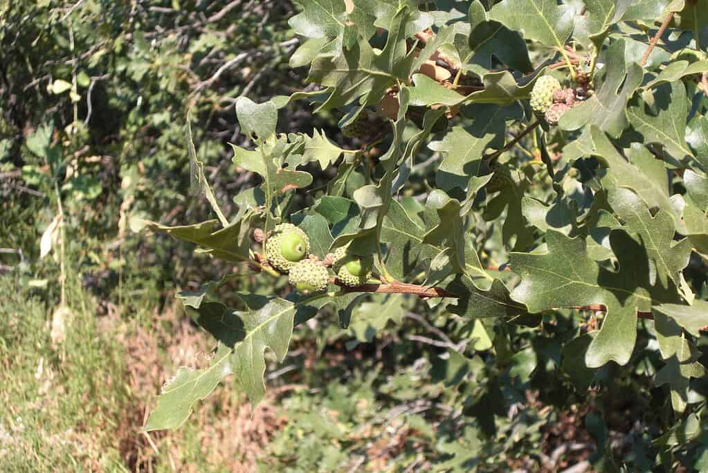 Gamble Oak (Quercus gambelii) originaria del Messico