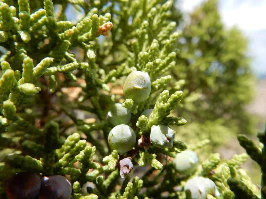 Ginepro a un seme (Juniperus monosperma)