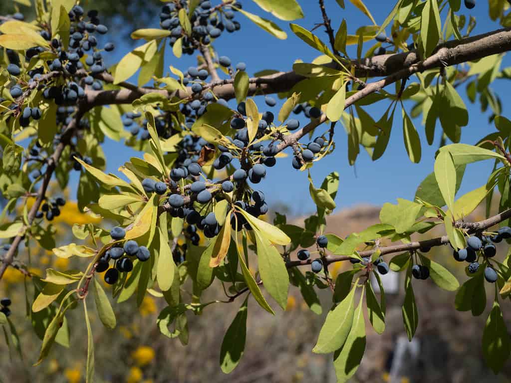 Oliva del Nuovo Messico (Forestiera pubescens)