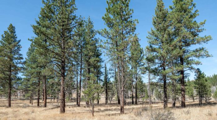 12 alberi classici originari del New Mexico
