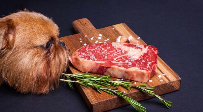  I cani possono mangiare la bistecca?  Quanto è sicuro?

