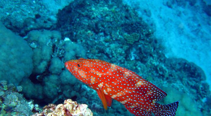 Scopri 7 pesci spettacolari trovati nelle Fiji
