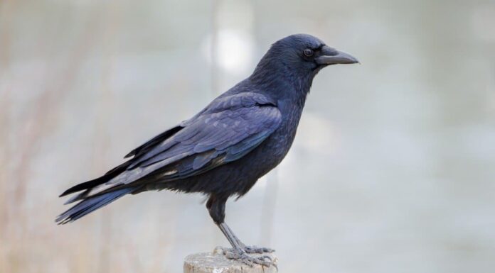 I corvi migrano durante l'inverno?
