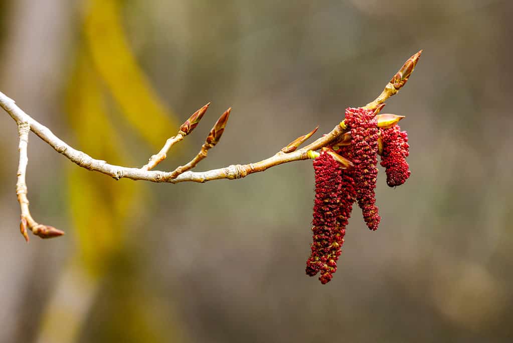 Semi di albero di ontano rosso in primavera