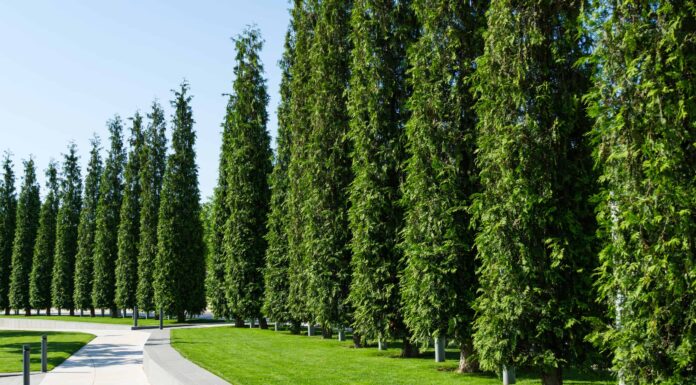10 alberi torreggianti originari dello stato di Washington
