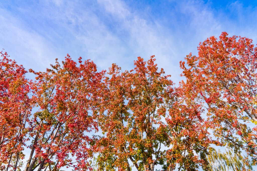 Sweetgum americano