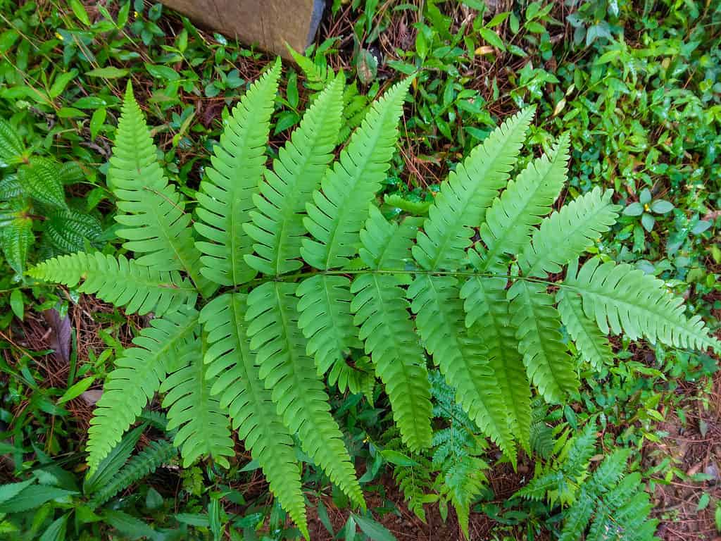 pianta di felce o catena della virginia