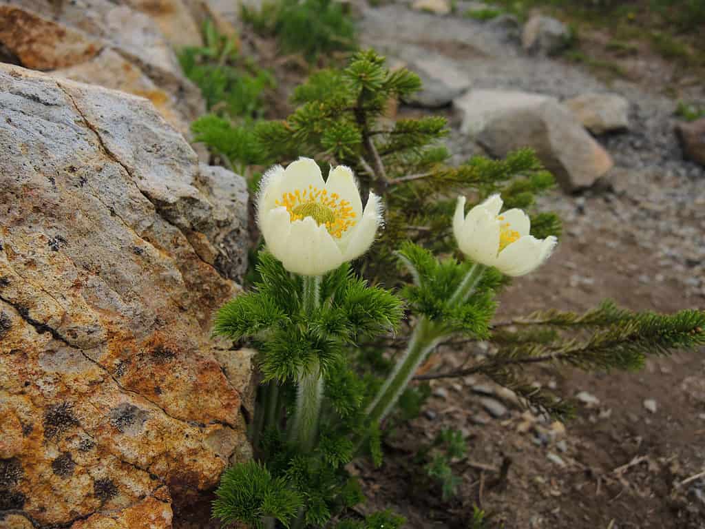 Pasqueflower bianco