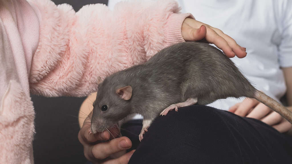 I ratti maschi sono più affettuosi delle femmine
